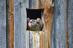 kestrel