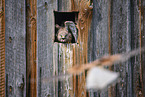 kestrels