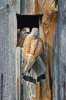 kestrels