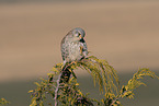 kestrel