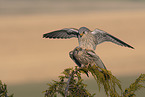 2 kestrels