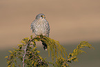 kestrel