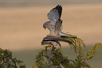 2 kestrels