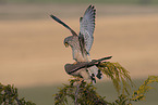 2 kestrels
