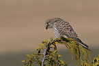 kestrel