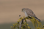 kestrel