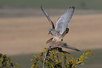 2 kestrels