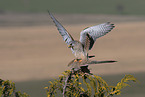 2 kestrels