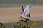 2 kestrels