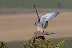 2 kestrels