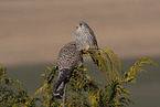2 kestrels