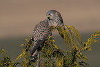 2 kestrels