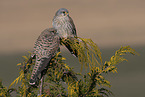 2 kestrels