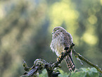 kestrel