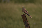 kestrel