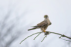 kestrel