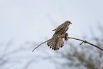 kestrel