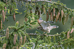kestrel