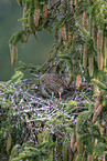kestrel