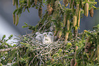 kestrel