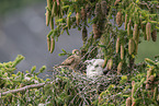 kestrel