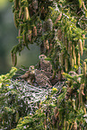 kestrel