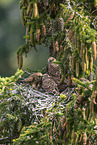 kestrel
