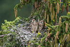 kestrel