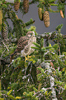 kestrel