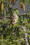 kestrel