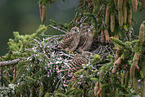 kestrel