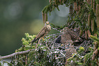 kestrel