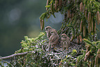 kestrel