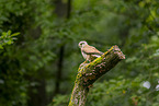 Common kestrel