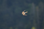 kestrel