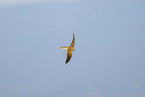 kestrel