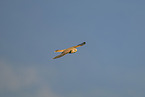 kestrel