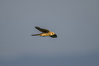 kestrel