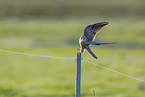 kestrel