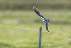 kestrel