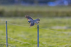 kestrel