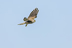 kestrel