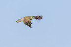 kestrel
