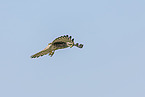 kestrel