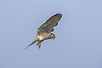kestrel