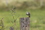 kestrel