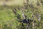 kestrel