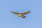 kestrel