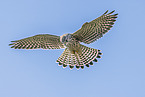 kestrel