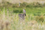 kestrel
